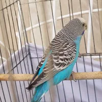 مرغ عشق