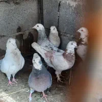 کبوتر خوب