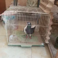 کبوتر