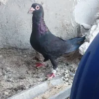 نروماده کرمانی