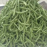 لوبیا سبز کوه