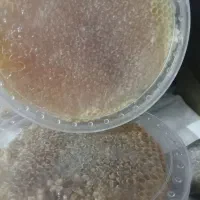 عسل|عمده‌فروشی|خاروانا, |دیوار