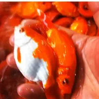 ماهی گلی شب عید