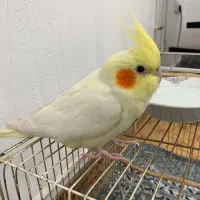 عروس هلندی