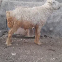 بز نژدی و غوچ