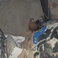 کفتر اردن