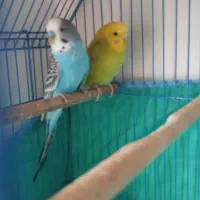 مرغ عشق|پرنده|لنگرود, |دیوار