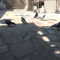 ابلغ زاغ