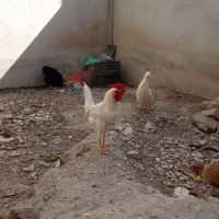 خروس جوان