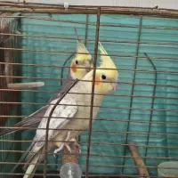 عروس هلندی جفت نر و ماده