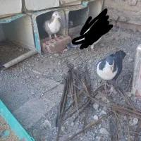 جفت رسمی