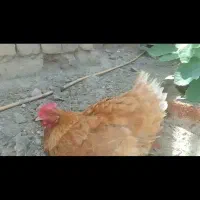 مرغ