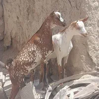 کهرنر نری چپشت