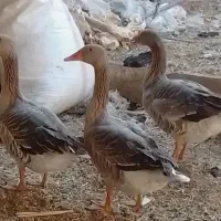 غاز
