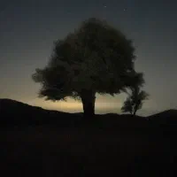 علف گیاه