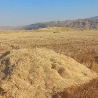 کاه گندم دیم انباری ۱۷۰۰۰۰۰
