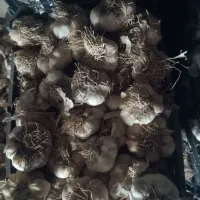 سیر سفید|خوردنی و آشامیدنی|جلگه رخ, |دیوار