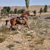 اسب عرب 8ساله