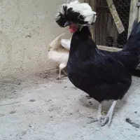 مرغ لهستانی