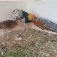 پرنده|حیوانات|شیراز, امام حسین|دیوار