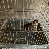 سهره خاکی ۷ ماهه نیمه رام