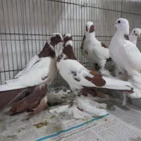 کبوتر دم قرمز نرماده جوجه