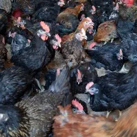 جوجه محلی اصفهان 1 کیلویی