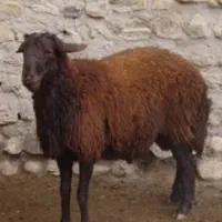 بره گمشده