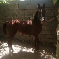 کره مادیون