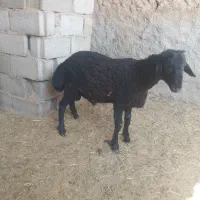 بره نر همو سیا