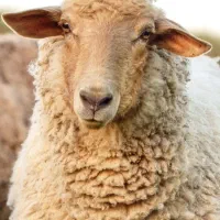 گوسفند زنده