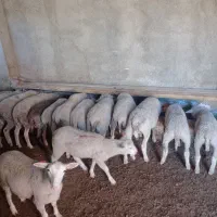 بره نر رومن نژاد گوشتی برتر پای پروار