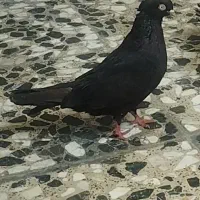 کبوتر
