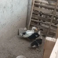 ۳عددجوجه اردک
