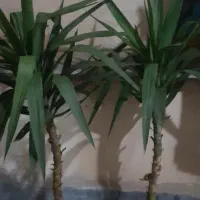 یوکا سرحال وشاداب