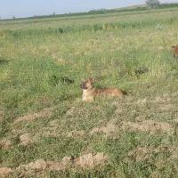 سگ سرابی ماده