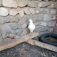 حیوان|پرنده|محمدیه-قزوین, |دیوار
