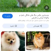 سگ پیدا کردم