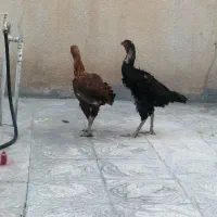 مرغ لاری