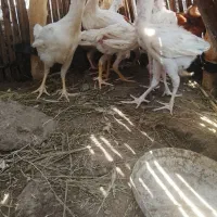 جوجه محلی