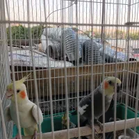 دوتامینا ،نه تاعروس ،یکسهره