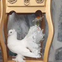 کفتر نر دم چتری