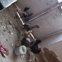 مرغ خروس