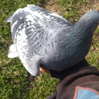 کبوتر