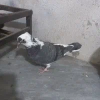 جوجه کفتر شازده