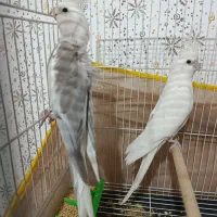 یک جفت عروس هلندی آلبینو