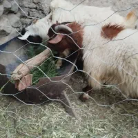 گوسفد کره