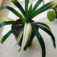 لوبیا سحرامیز