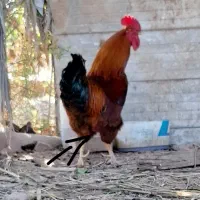 خروس|حیوانات مزرعه|قصرشیرین, |دیوار