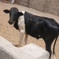 گوساله نر و ماده